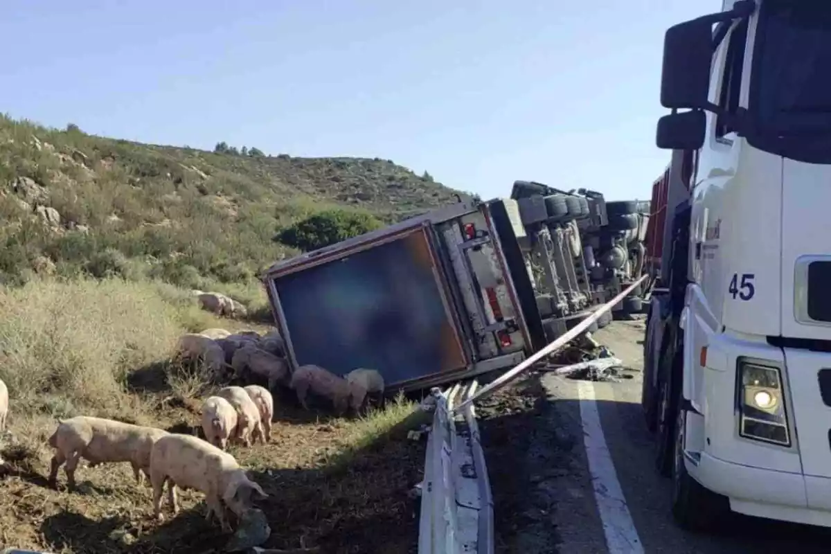 Imagen del accidente de tráfico dónde ha muerto una mujer aplastada por un camión que transportaba cerdos