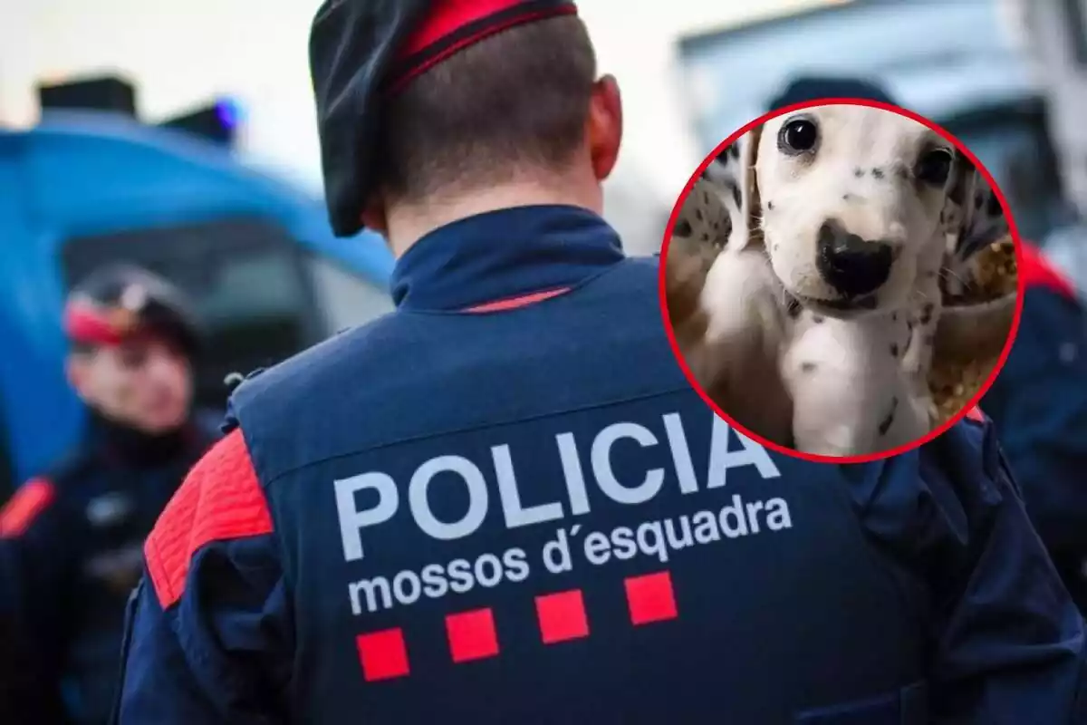 Fotomontaje entre una imagen de los Mossos d'Esquadra y un perro